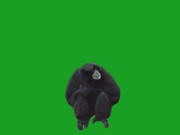 Monkey on Green Screen