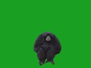 Monkey on Green Screen