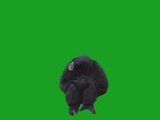 Monkey on Green Screen