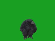 Monkey on Green Screen