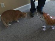 Cat Vs Cat Balloon
