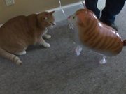 Cat Vs Cat Balloon
