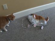 Cat Vs Cat Balloon