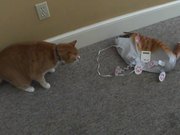 Cat Vs Cat Balloon