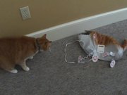 Cat Vs Cat Balloon