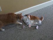 Cat Vs Cat Balloon