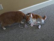 Cat Vs Cat Balloon