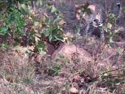 Two Leopards Vs A Python