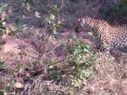 Two Leopards Vs A Python