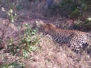 Two Leopards Vs A Python