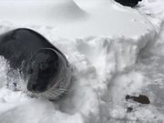 First Snow Day Of 2017