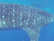Whale Shark
