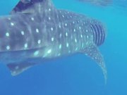Whale Shark