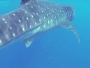 Whale Shark
