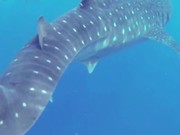 Whale Shark