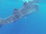 Whale Shark