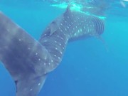 Whale Shark