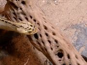 Rattlesnake