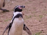 Penguin Looking Around