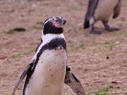 Penguin Looking Around