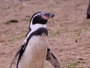 Penguin Looking Around