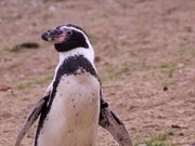 Penguin Looking Around
