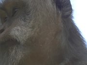 Close up of a Macaque
