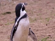 Penguin Looking Around