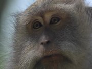 Close up of a Macaque