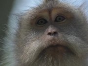 Close up of a Macaque