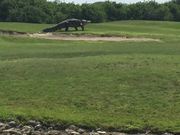 Alligator Going For A Stroll