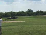 Alligator Going For A Stroll