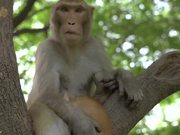 Monkey Holding Cat in a Tree