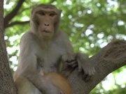 Monkey Holding Cat in a Tree