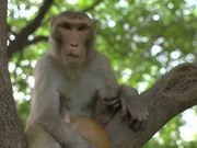 Monkey Holding Cat in a Tree