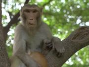 Monkey Holding Cat in a Tree