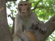 Monkey Holding Cat in a Tree