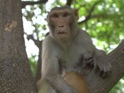 Monkey Holding Cat in a Tree