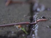 Worm in the Rain