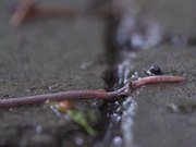 Worm in the Rain