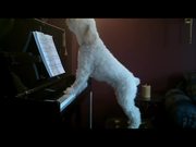 A Dog Playing Piano