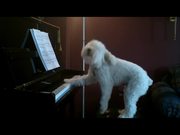 A Dog Playing Piano