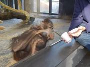 Monkey Sees A Magic Trick