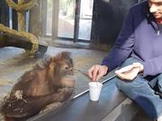 Monkey Sees A Magic Trick