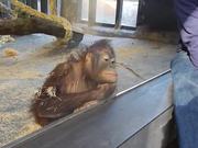 Monkey Sees A Magic Trick