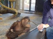 Monkey Sees A Magic Trick