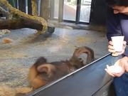 Monkey Sees A Magic Trick