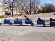 The Dog Train