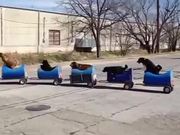 The Dog Train