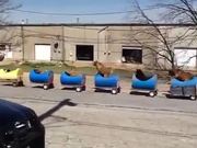 The Dog Train